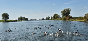 Maasbommel - Heusden