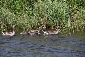 Sloten - Sneek