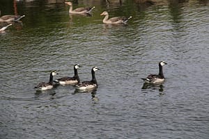 Venlo - Wessem