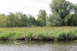 Aalsmeer - Amsterdam