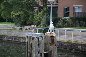 Amsterdam - Weesp