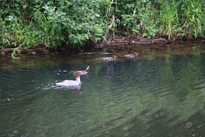 Mölln - Lauenburg