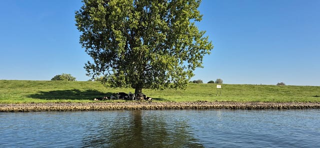 K&uuml;he suche auch den Schatten