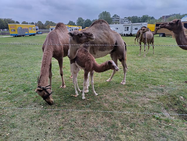 Zirkus-Dromedare in Bergen op Zoom