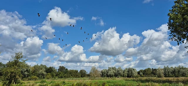 Gänse im Formationsflug