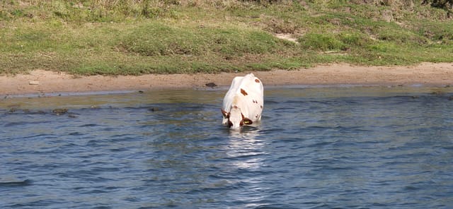 Was bietet da die Unterwasserwelt?